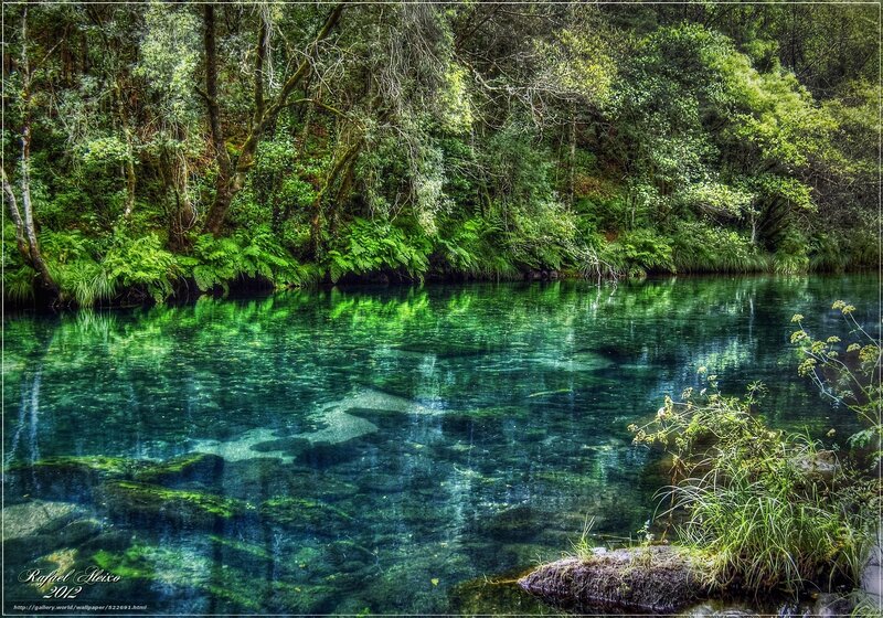 Clear river in forest