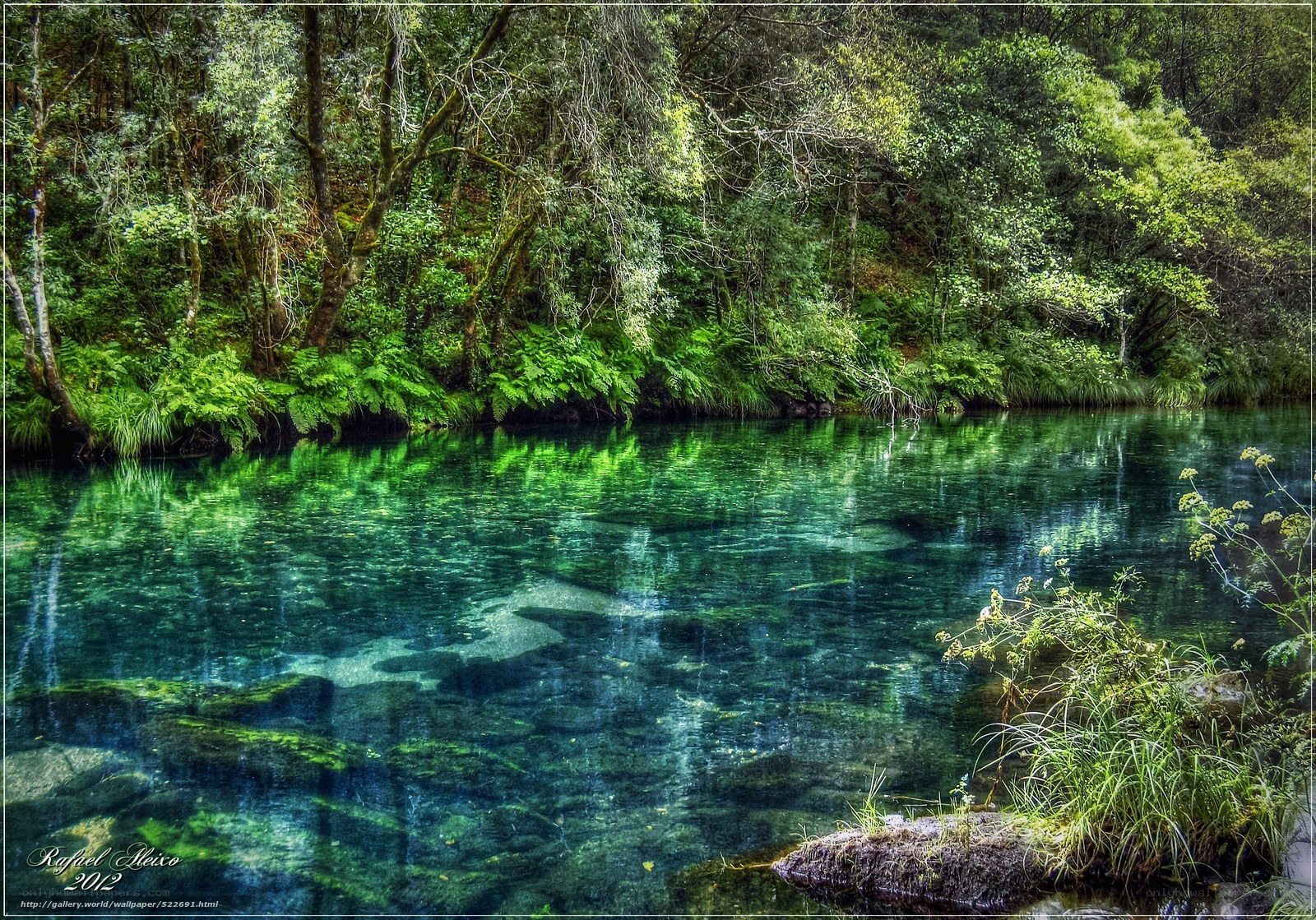 Clear river in forest