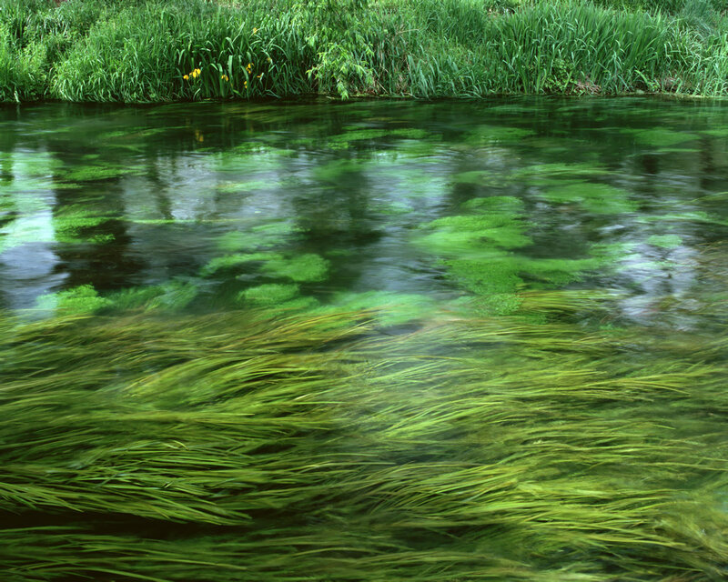 Clear River with Aquatic Plants