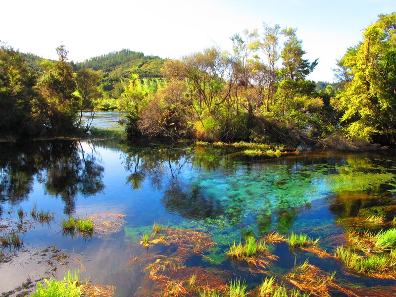 Clear River with Green Plants