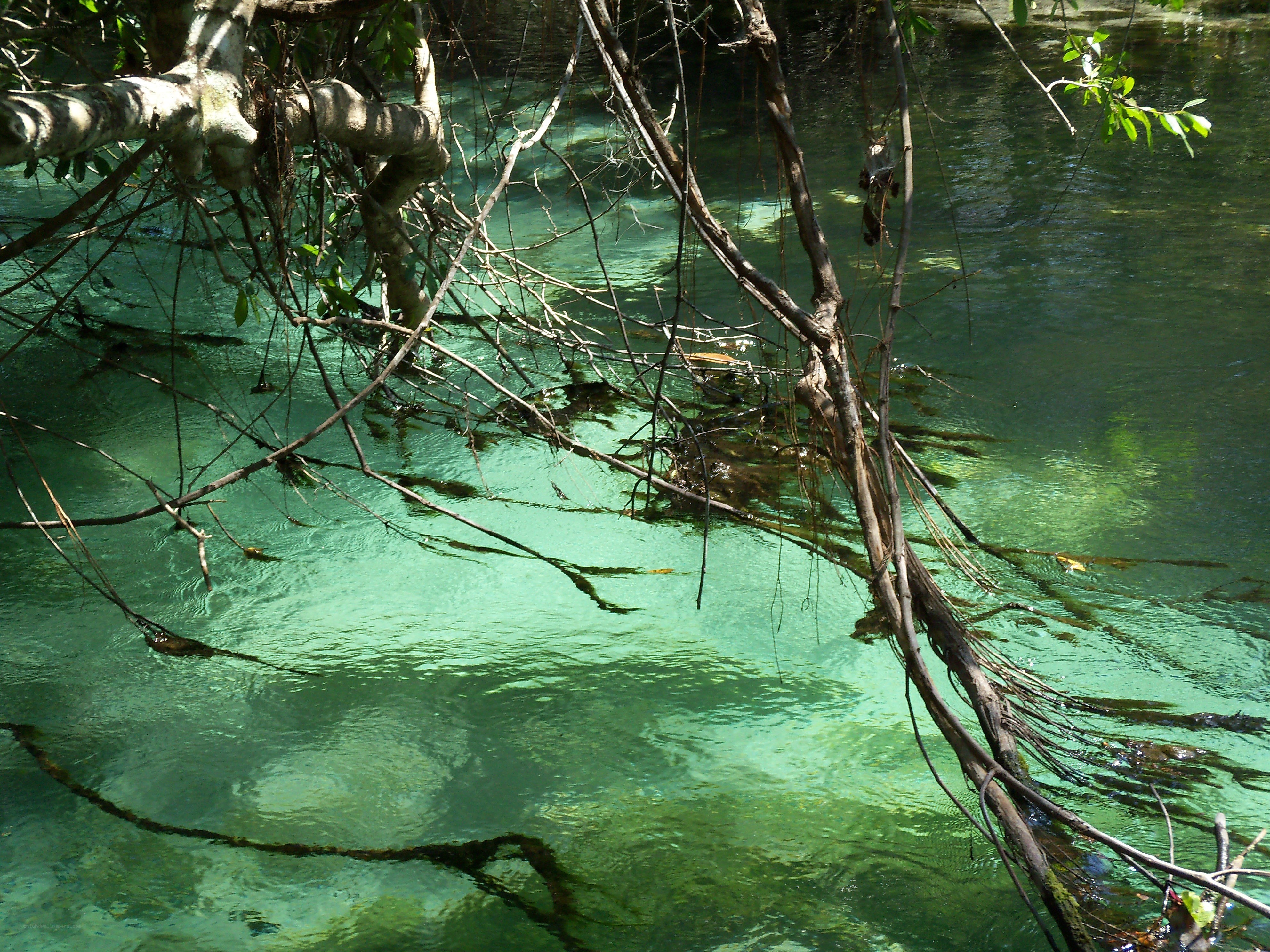 Clear river with tree branches