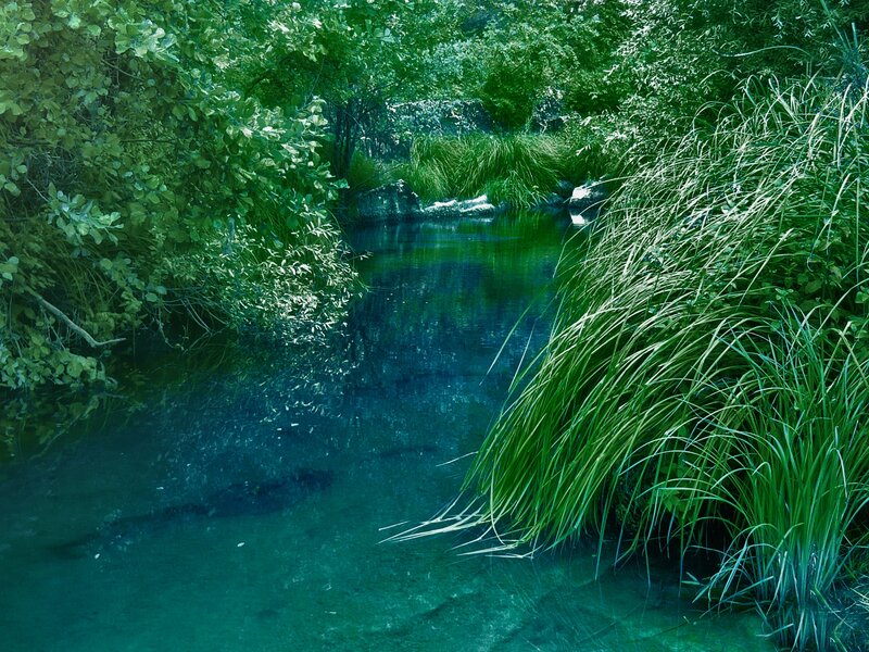 Clear stream in forest