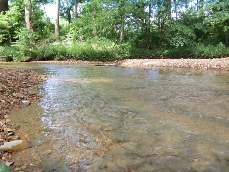 Clear stream in forest