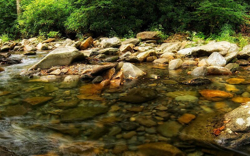 Clear stream in forest
