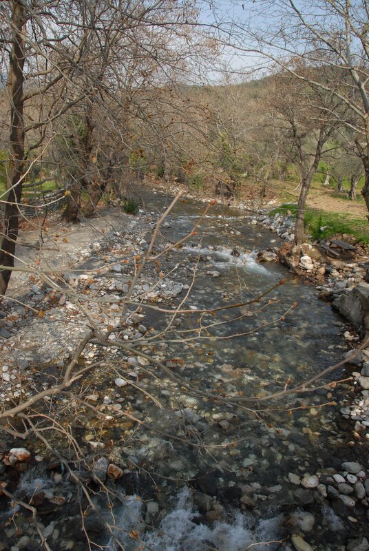 Clear Stream in Forest — Brown, Serene