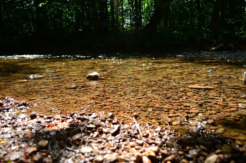 Clear Stream in Forest — Brown