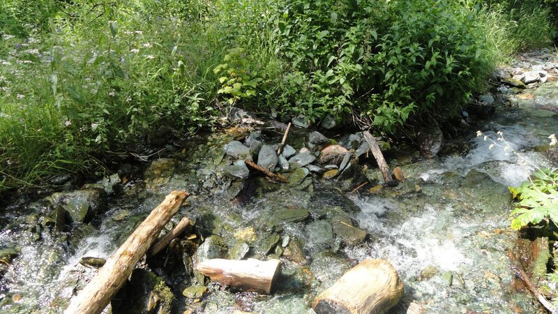 Clear Stream in Forest — Green, Natural