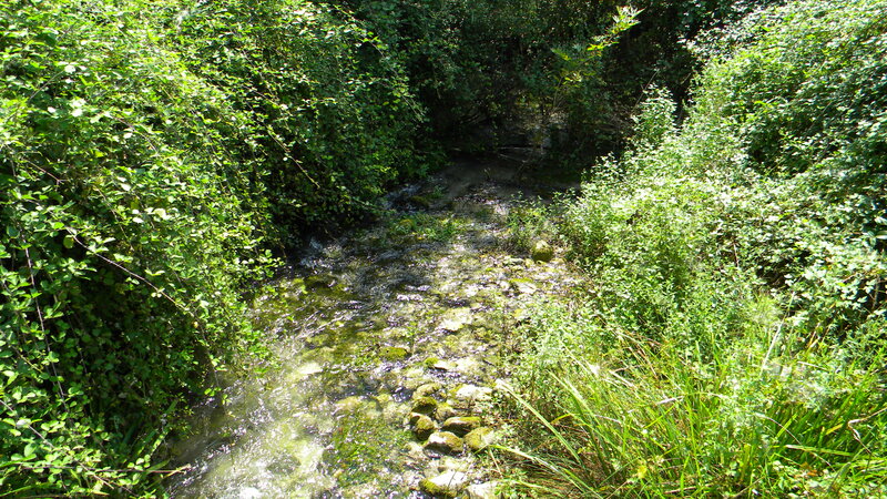 Clear Stream in Forest — Green, Serene, Afternoon, Photograph, Rocks, Vegetation
