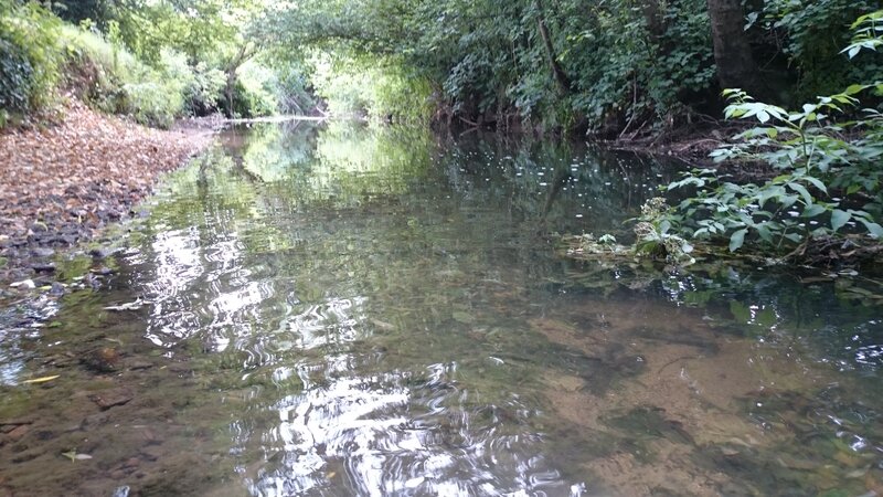 Clear Stream in Forest — Green, Serene, Afternoon, Photograph, Trees, Leaves