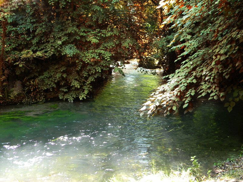 Clear Stream in Forest — Green, Serene, Afternoon, Photograph, Trees, River, Leaves