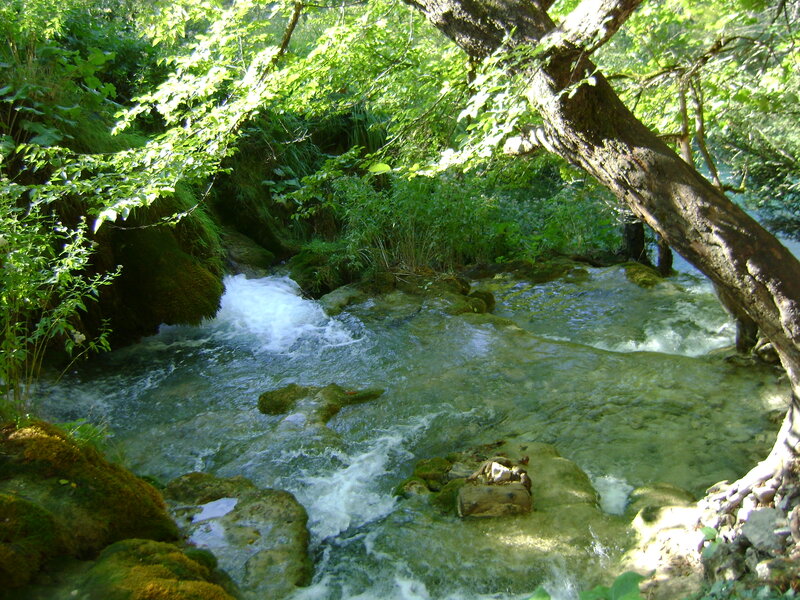 Clear Stream in Forest — Green, Serene, Afternoon, Photograph, Trees, Rocks, Moss