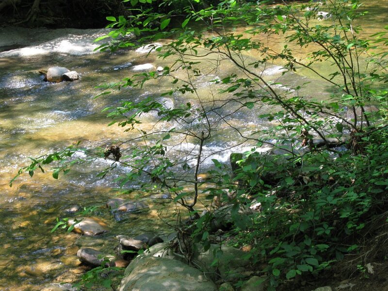 Clear Stream in Forest — Green, Serene, Afternoon, Photograph, Trees