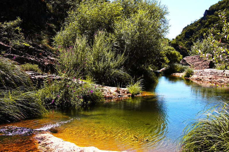 Clear Stream in Forest — Green, Serene, Afternoon