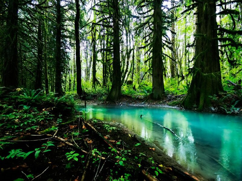 Clear Stream in Forest — Green, Serene, Morning