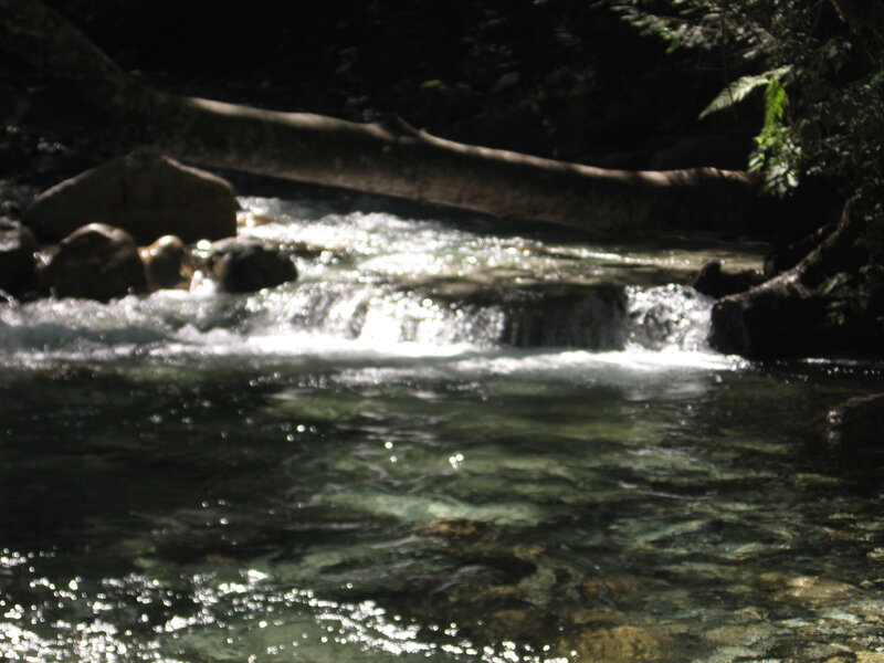 Clear Stream in Forest — Green, Serene, Photograph