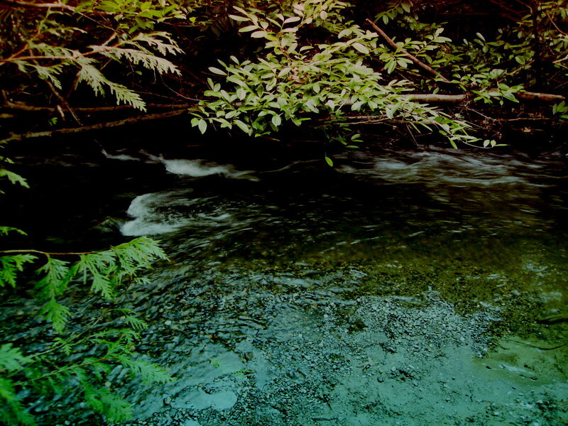 Clear Stream in Forest — Green, Serene, Photograph, Trees