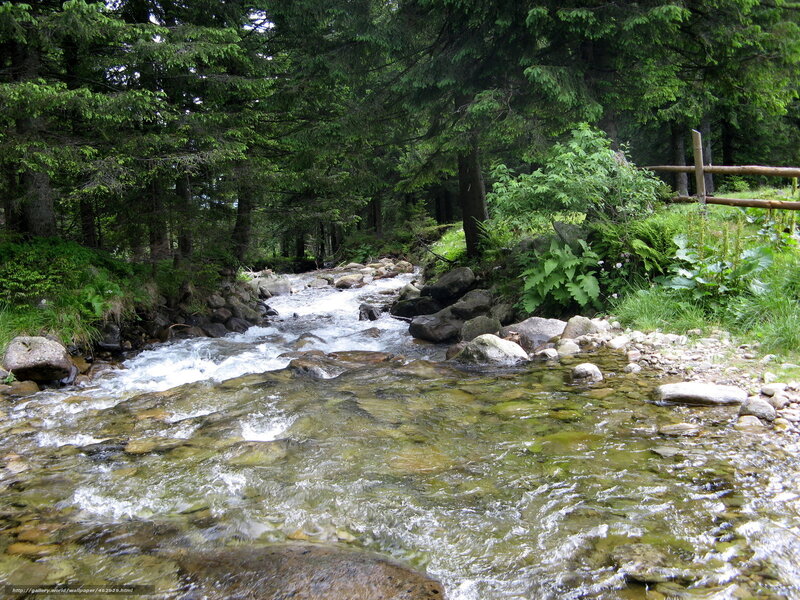 Clear Stream in Forest — Green, Serene, Summer, Photograph