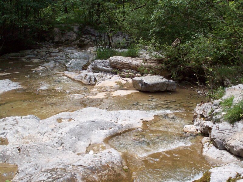 Clear Stream in Forest — Green, Serene