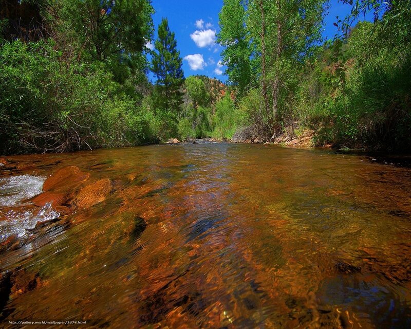 Clear stream in forest valley
