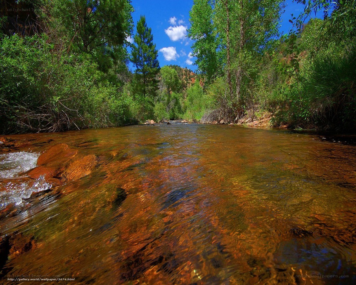 Clear stream in forest valley