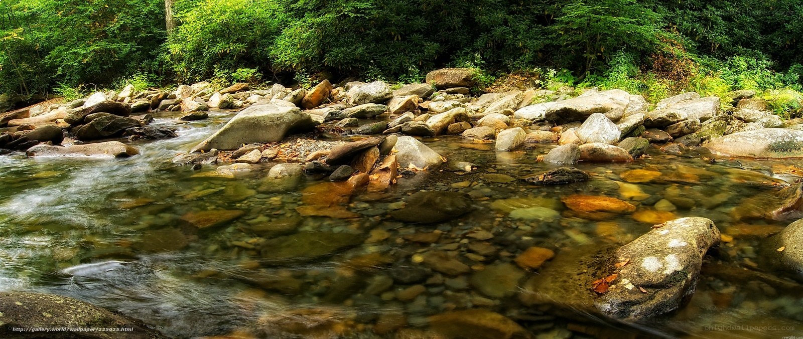 Clear stream in forest