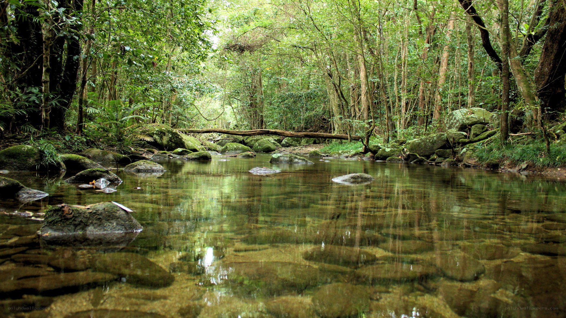 Clear stream in lush forest