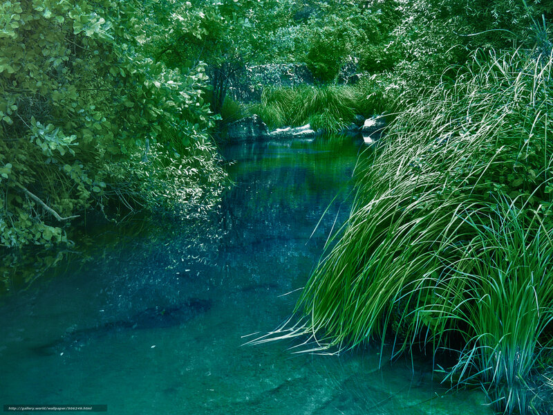 Clear stream in lush greenery