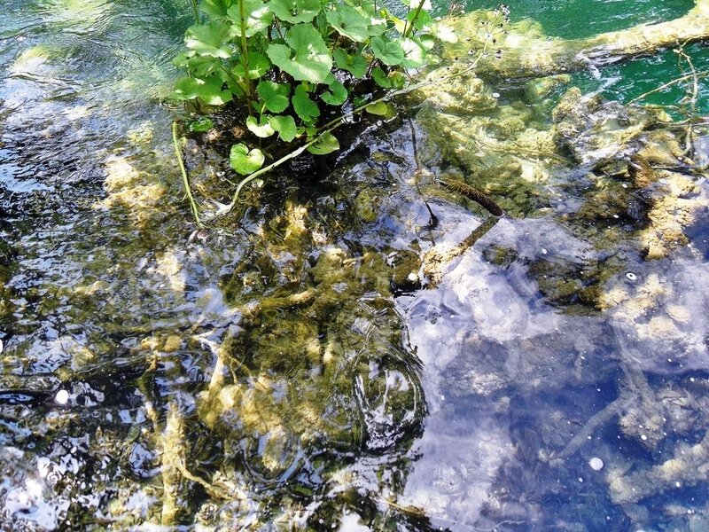 Clear Stream Water — Green