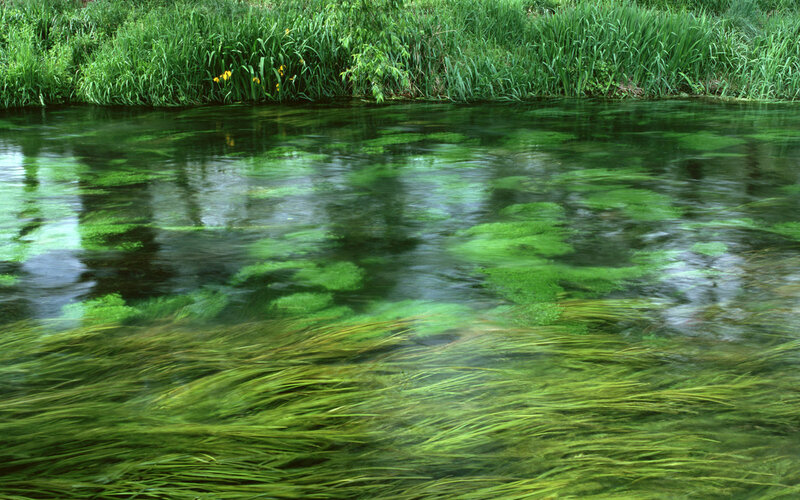 Clear stream with aquatic plants