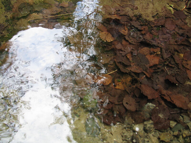 clear stream with fallen leaves