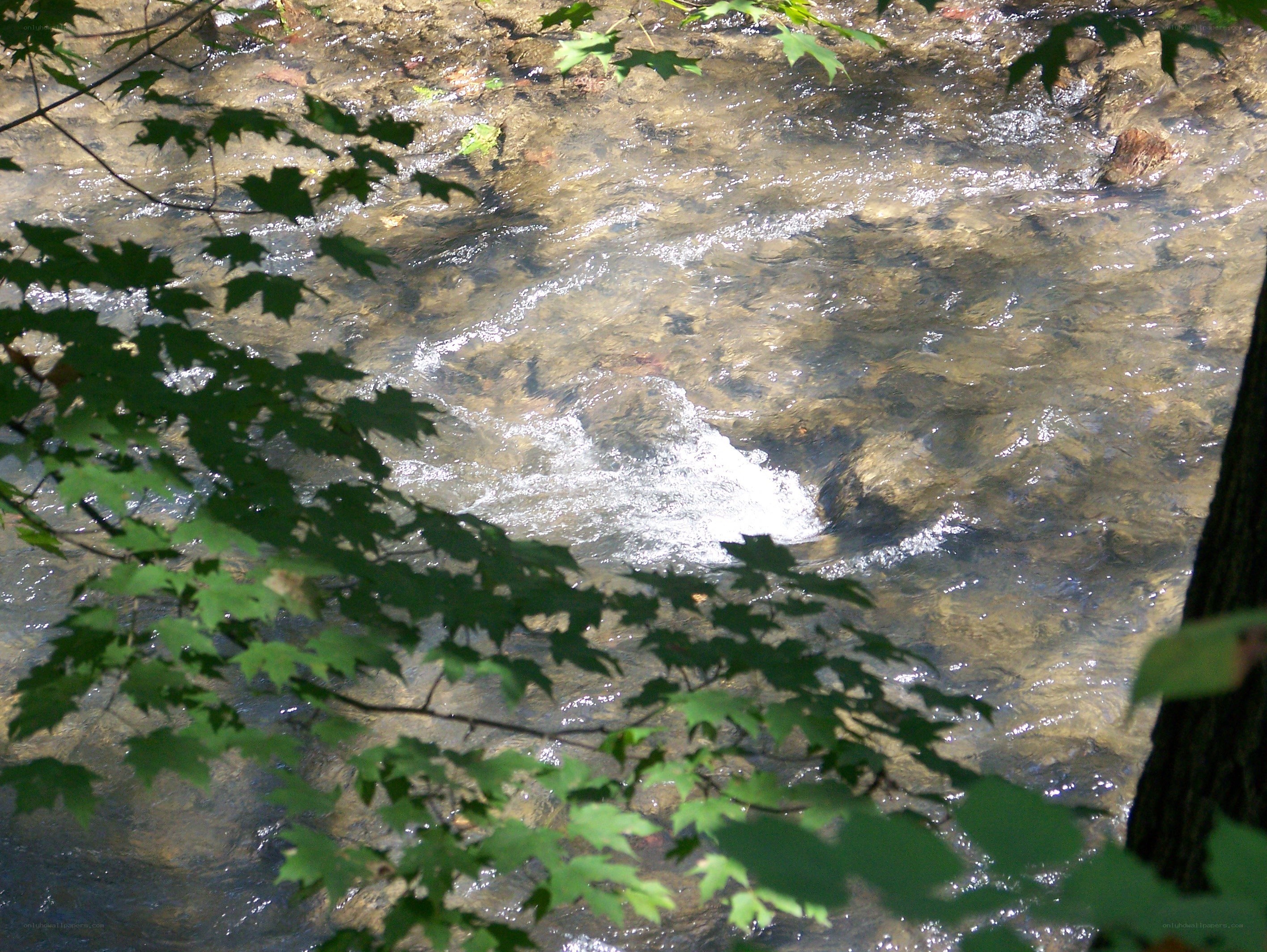 Clear stream with green leaves