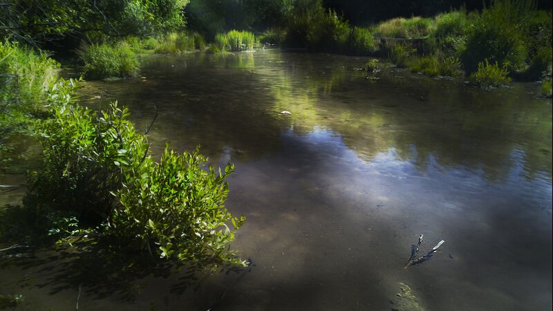 Clear Stream with Greenery