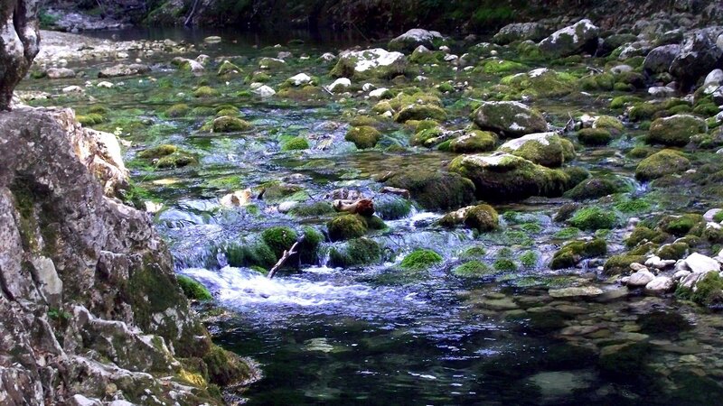 Clear stream with mossy rocks