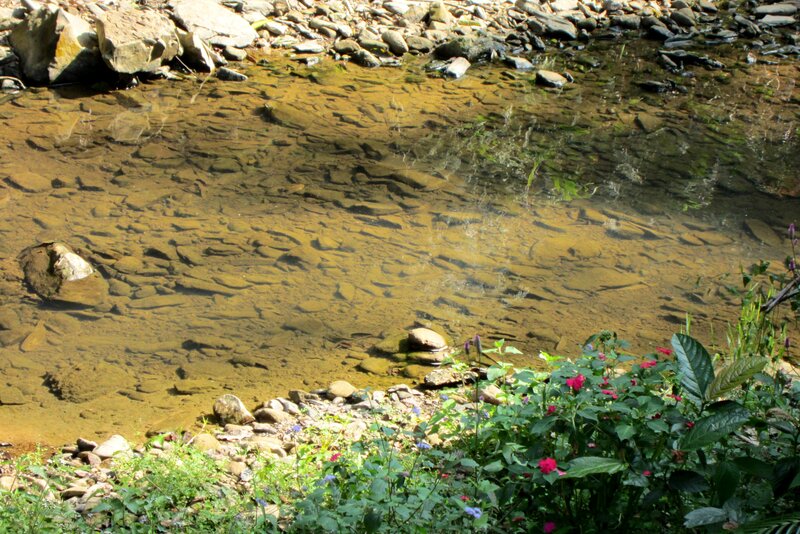 Clear Stream with Rocks — Green, Serene