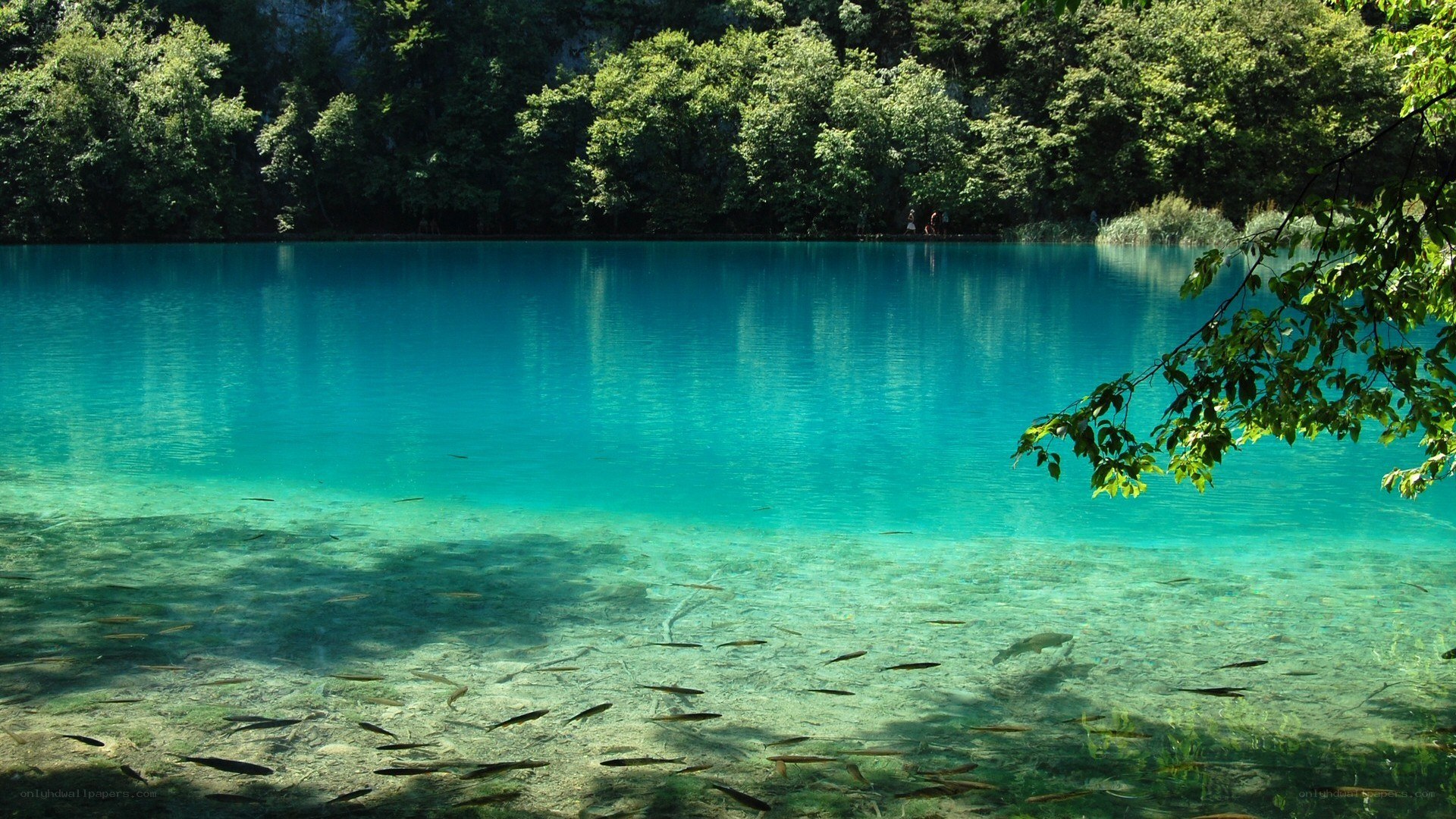 Clear turquoise lake with fish