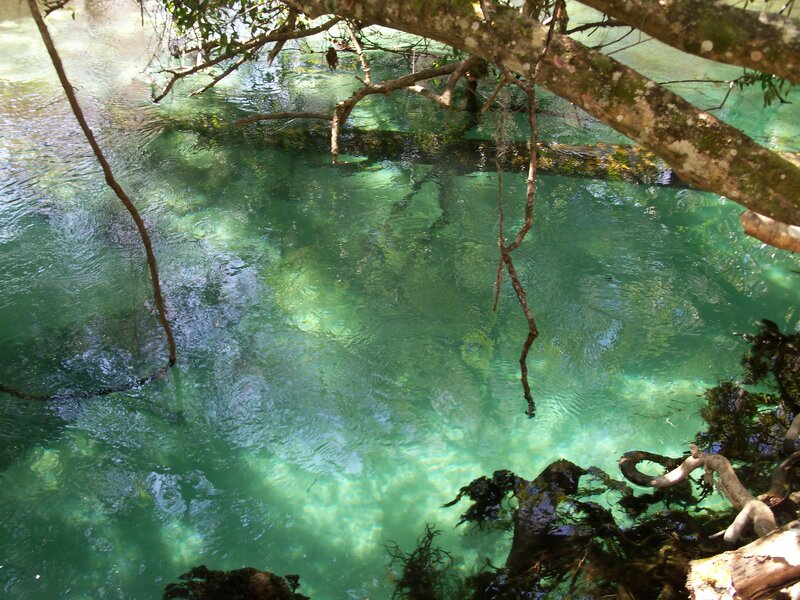Clear turquoise water under trees