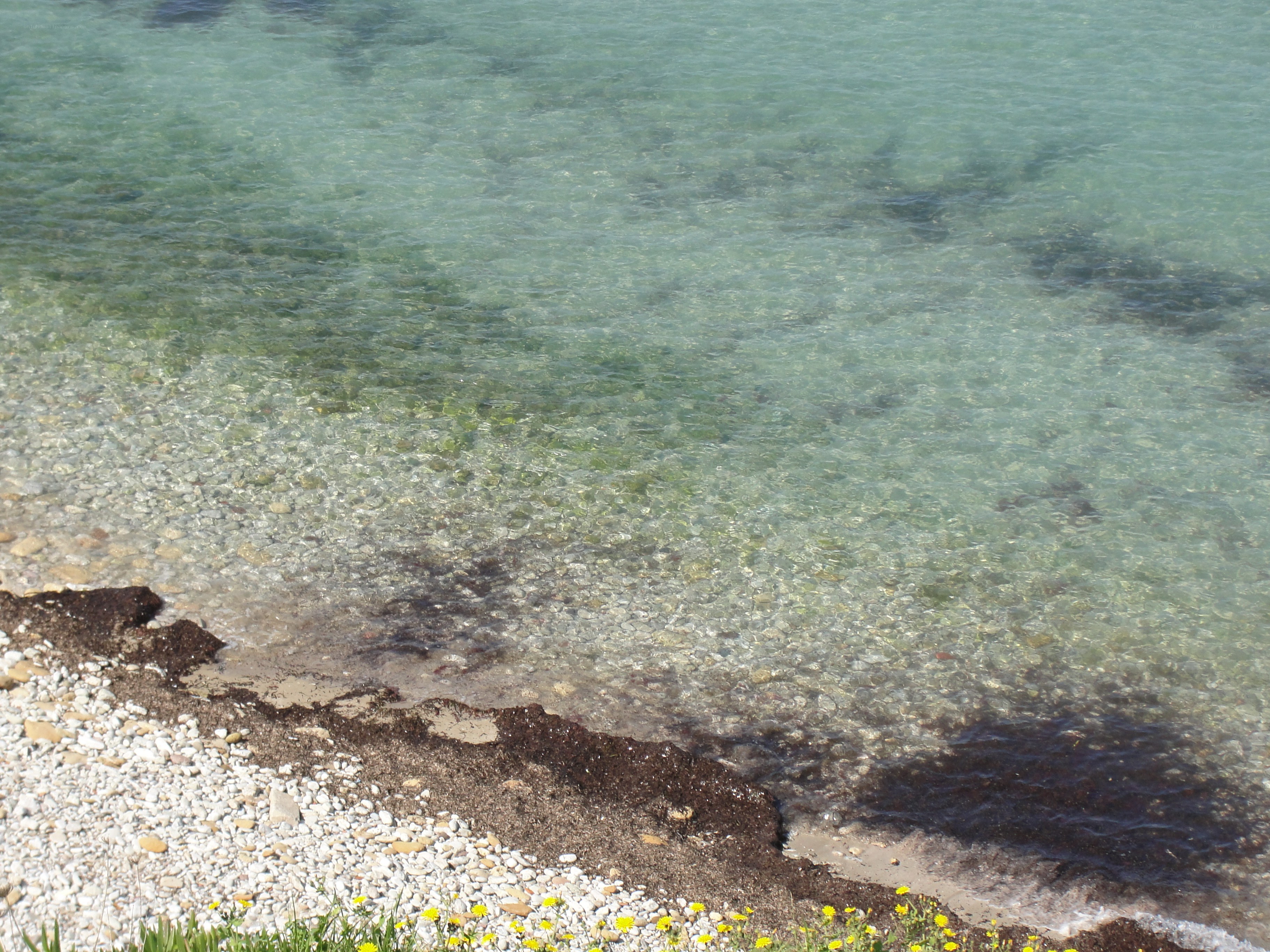 Clear water shoreline