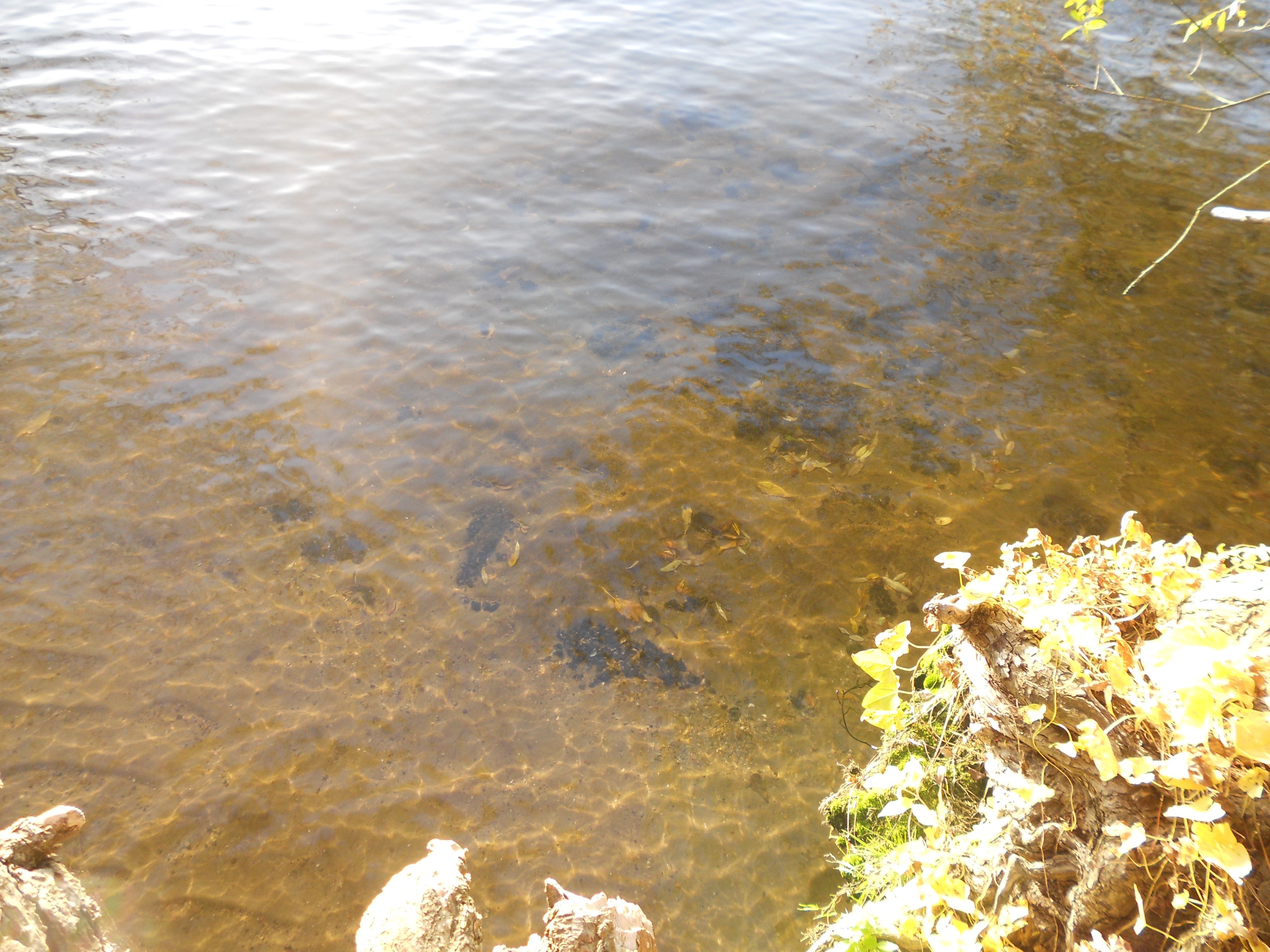 Clear water with fallen leaves