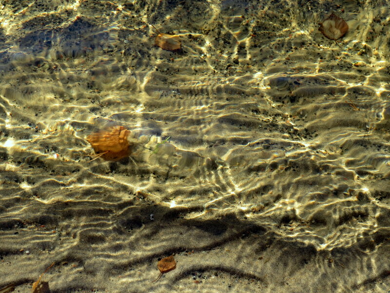 Clear Water with Leaves