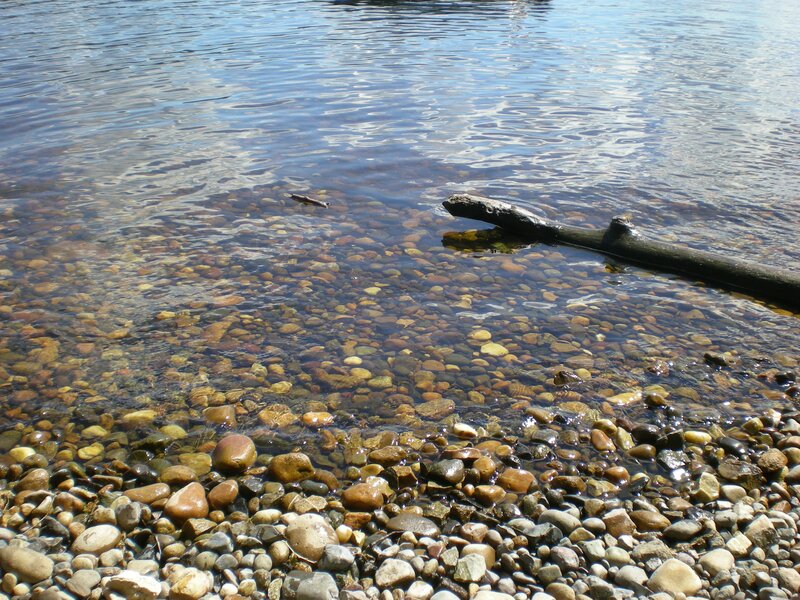 Clear water with pebbles and driftwood
