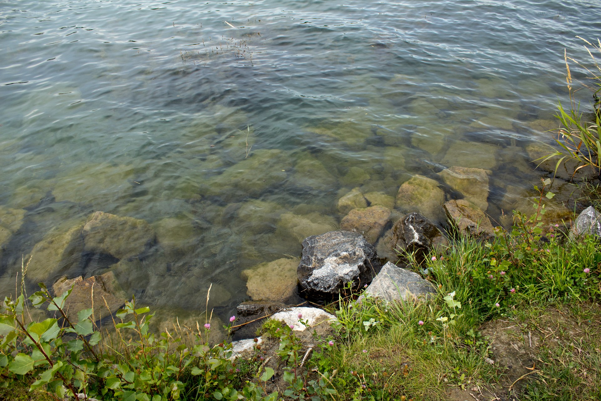 Clear water with rocks and grass