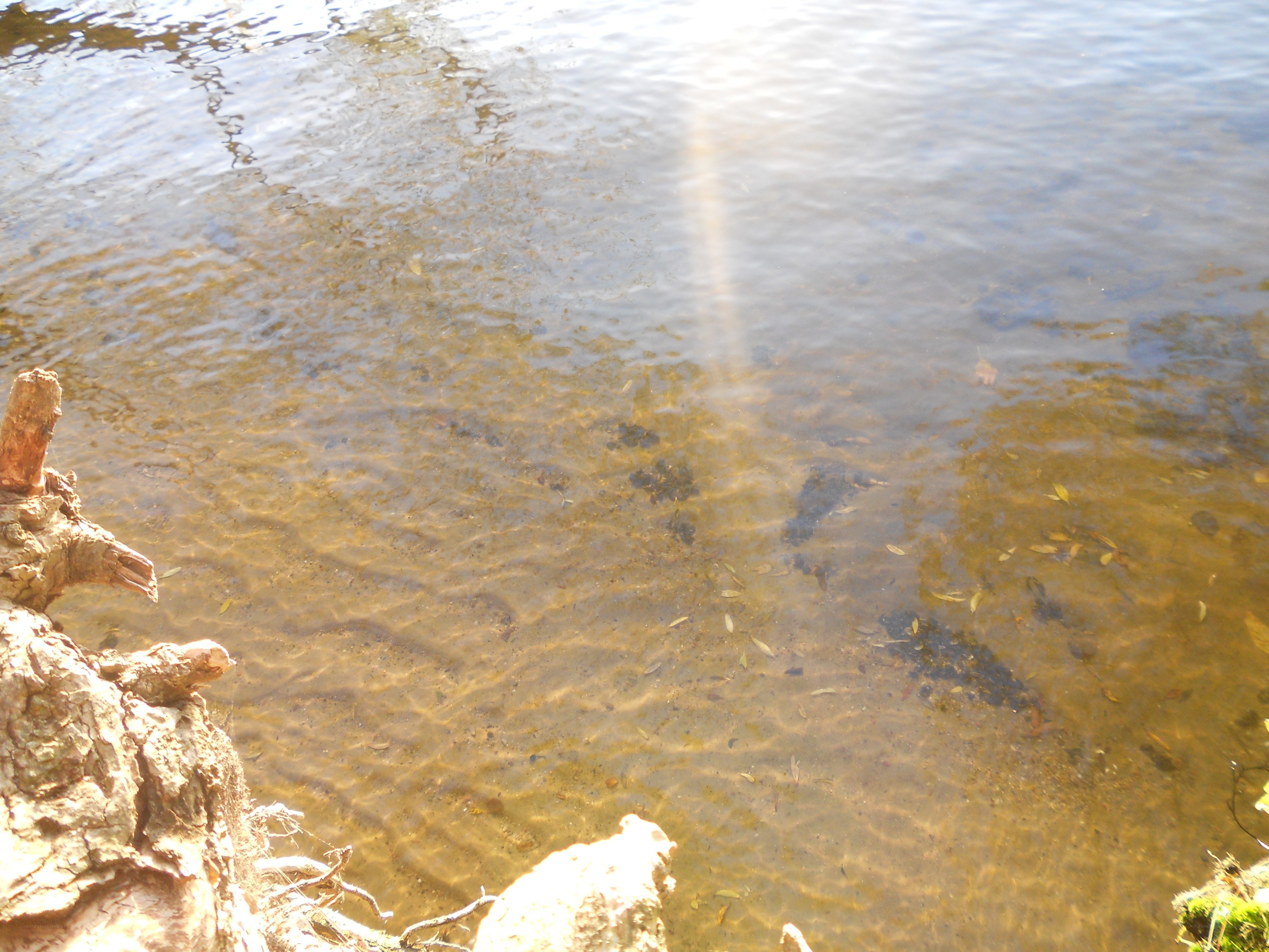 Clear water with sunlight reflection