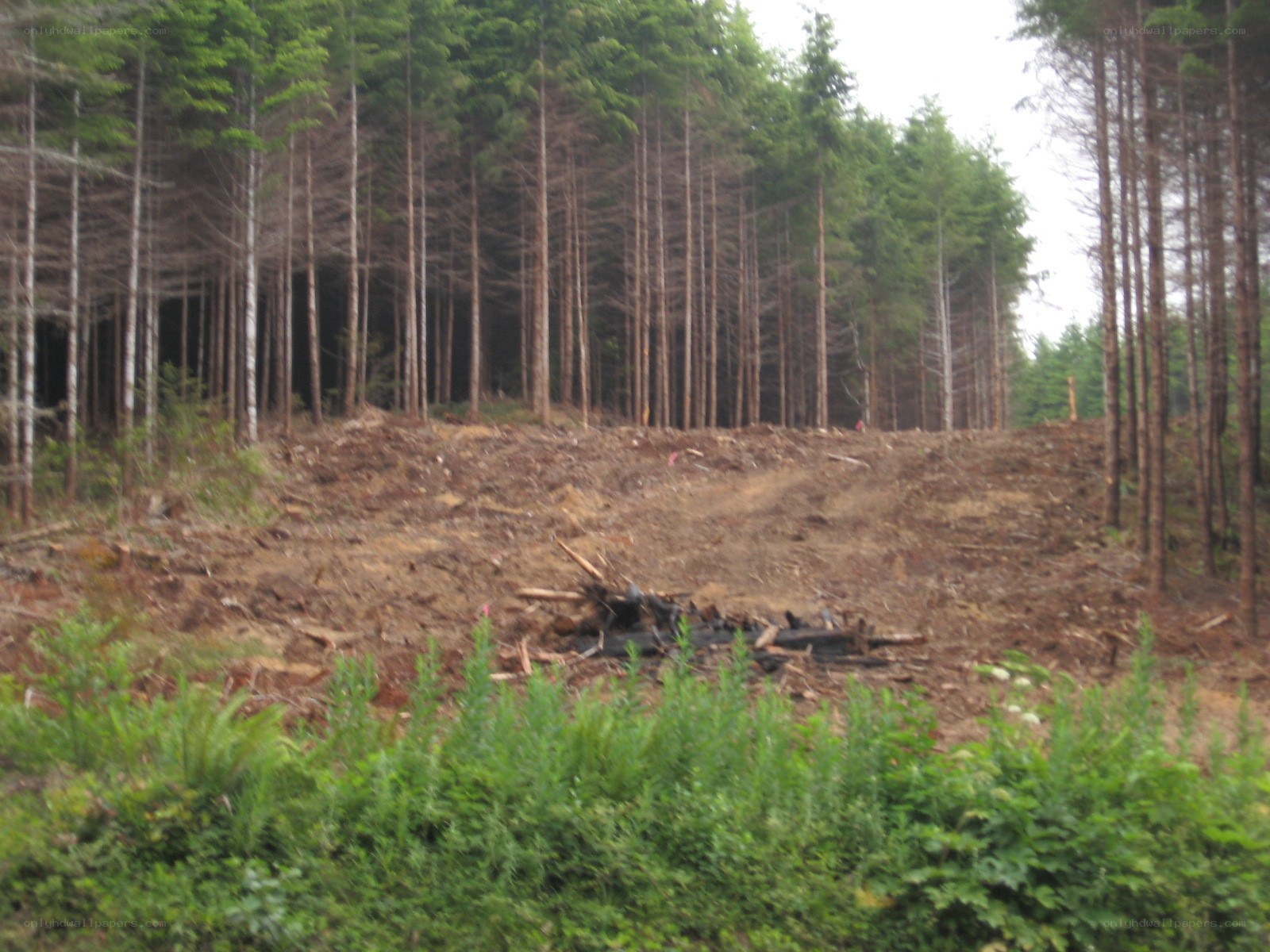 Clearing in a forest
