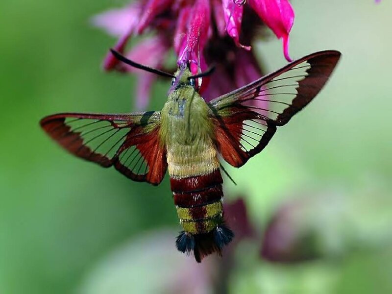 Clearwing Moth on Flower
