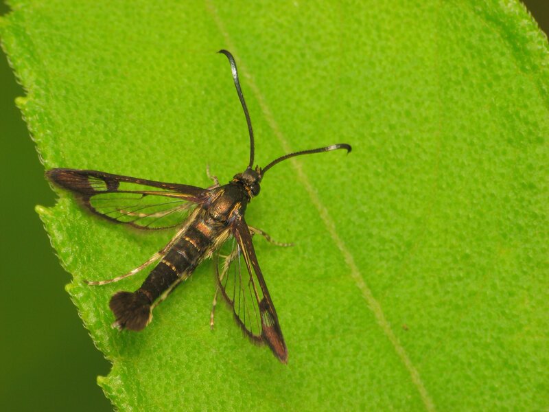 Clearwing Moth on Leaf