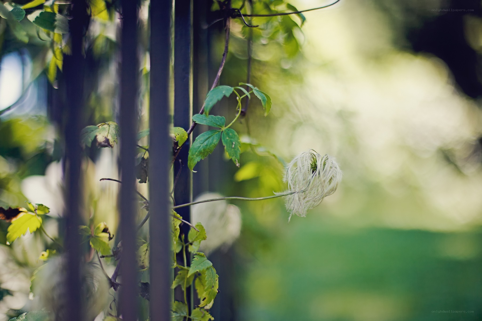 Clematis flower on a trellis
