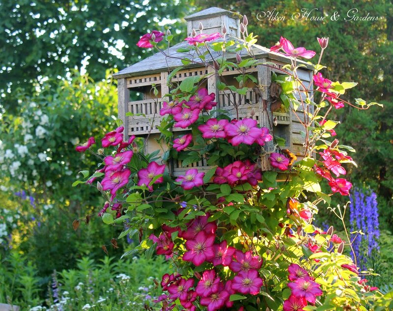 Clematis Flowers on Birdhouse
