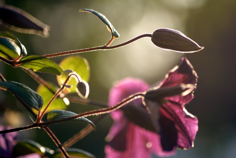 Clematis in Sunlight