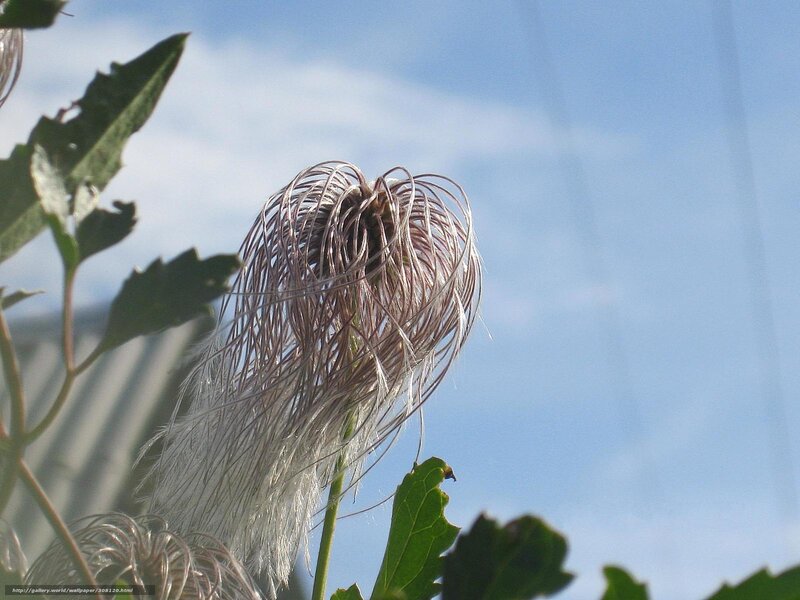 Clematis seed head against blue sky