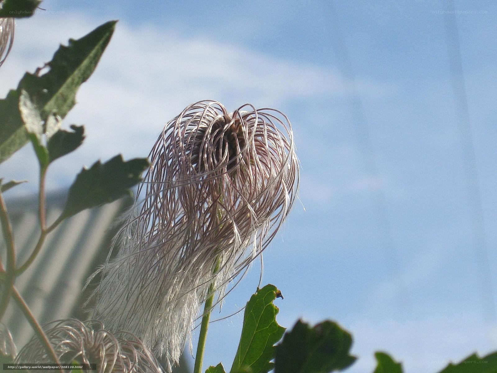 Clematis seed head against blue sky